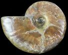 Flashy Red Iridescent Ammonite - Wide #45785-1